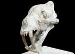 False Saber-Tooth Cat (Hoplophoneus) Skull - South Dakota #78249-7